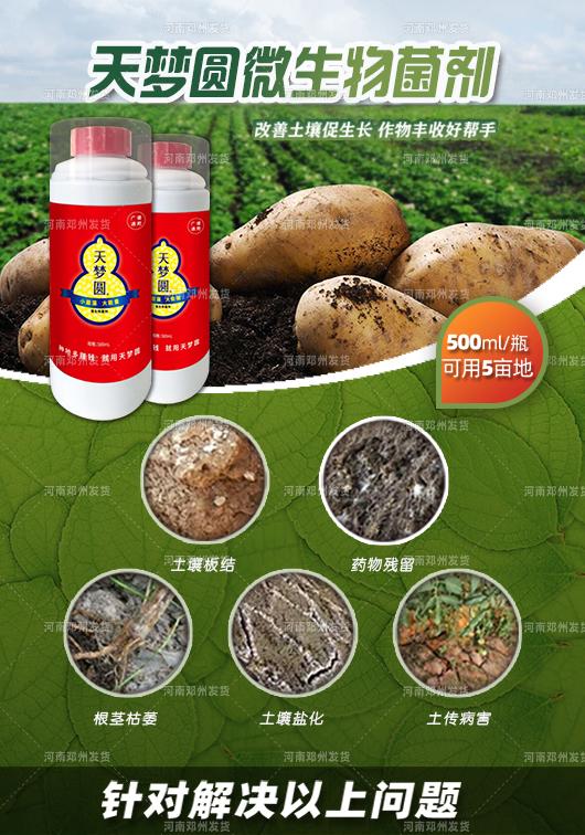 沃豐施敢當(dāng)與天夢圓 復(fù)合微生物菌劑護航大田果蔬的健康栽培